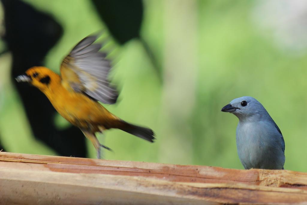 Saguamby Mindo Lodge المظهر الخارجي الصورة